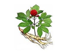 Radice di ginseng per aumentare la potenza